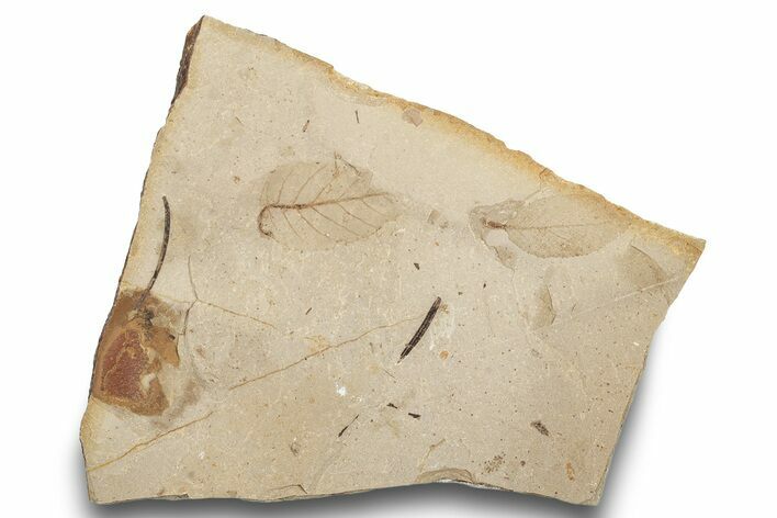 Fossil Plant (Betula) Plate - McAbee, BC #248797